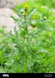 Attēlu rezultāti vaicājumam “Matricaria discoidea leaf”