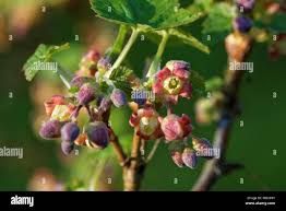 Attēlu rezultāti vaicājumam “Ribes nigrum flower”