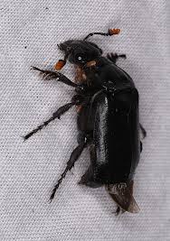 Attēlu rezultāti vaicājumam “Silpha sp.”