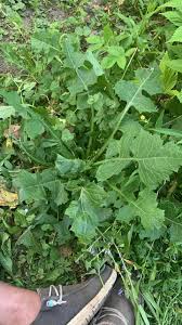 Attēlu rezultāti vaicājumam “Lactuca tatarica leaf”