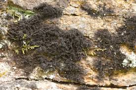 Attēlu rezultāti vaicājumam “Cystocoleus ebeneus”