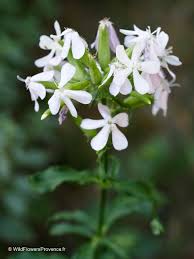 Attēlu rezultāti vaicājumam “Saponaria officinalis”