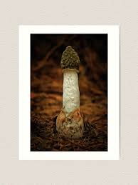 Attēlu rezultāti vaicājumam “Phallus impudicus”