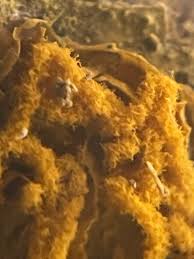 Attēlu rezultāti vaicājumam “Hemitrichia sordivesiculosa sessile”