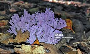 Attēlu rezultāti vaicājumam “Clavaria zollingeri”