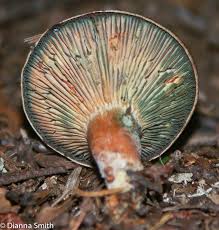 Attēlu rezultāti vaicājumam “Lactarius deterrimus”