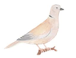 Attēlu rezultāti vaicājumam “Streptopelia decaocto”