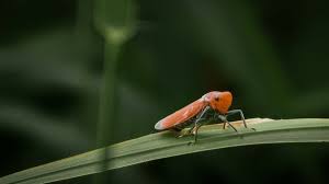 Attēlu rezultāti vaicājumam “Aphrophoridae imago”