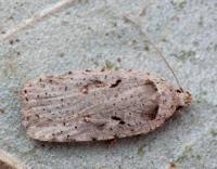 Attēlu rezultāti vaicājumam “Agonopterix ocellana”