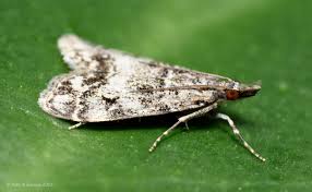 Attēlu rezultāti vaicājumam “Eudonia lacustrata”