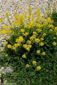 Attēlu rezultāti vaicājumam “Barbarea vulgaris subsp. arcuata fruit”