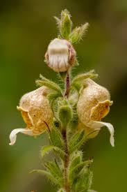 Image result for Digitalis lanata