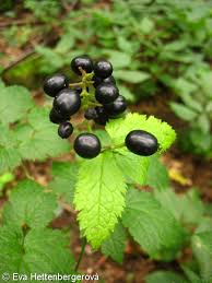 Attēlu rezultāti vaicājumam “Actaea spicata”