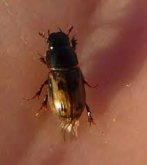 Attēlu rezultāti vaicājumam “Aphodius sp.”