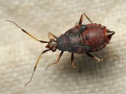 Attēlu rezultāti vaicājumam “Deraeocoris ruber”