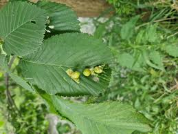 Attēlu rezultāti vaicājumam “Tetraneura ulmi”