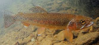 Image result for Oncorhynchus mykiss