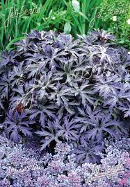 Image result for Geranium pratense