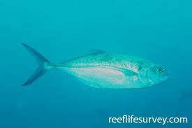 Image result for Caranx crysos