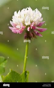 Attēlu rezultāti vaicājumam “Trifolium hybridum flower”