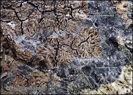 Attēlu rezultāti vaicājumam “Parmeliella triptophylla”