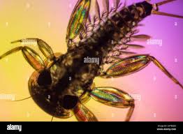 Attēlu rezultāti vaicājumam “Heptagenia sulphurea”