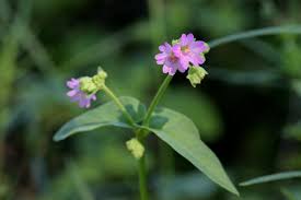 Attēlu rezultāti vaicājumam “Bulbochaete mirabilis”