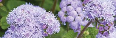 Image result for Ageratum houstonianum