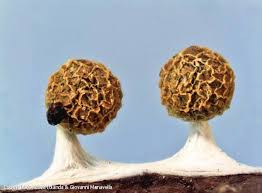 Attēlu rezultāti vaicājumam “Physarum melleum spores”