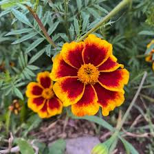 Attēlu rezultāti vaicājumam “Tagetes flower”