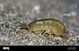 Attēlu rezultāti vaicājumam “Talitrus saltator”