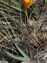 Attēlu rezultāti vaicājumam “Tulipa sylvestris”