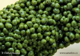 Attēlu rezultāti vaicājumam “Physarum virescens”