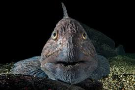 Image result for Anarhichas minor