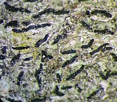 Attēlu rezultāti vaicājumam “Opegrapha atra”