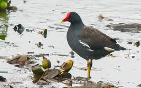 Attēlu rezultāti vaicājumam “Gallinula chloropus adult”