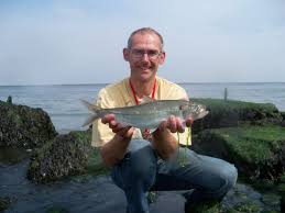 Image result for Alosa fallax