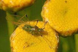 Attēlu rezultāti vaicājumam “Macrosiphoniella absinthii”