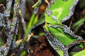 Attēlu rezultāti vaicājumam “Physarum cinereum macro”