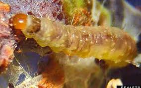 Attēlu rezultāti vaicājumam “Euphydryas maturna larva”