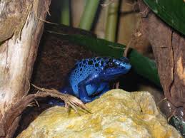 Image result for blauer baumsteiger