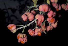 Attēlu rezultāti vaicājumam “Euonymus europaeus bud”