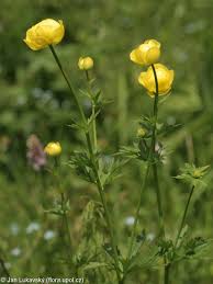 Attēlu rezultāti vaicājumam “Trollius europaeus fruit”