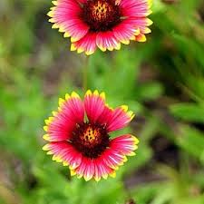 Image result for Gaillardia pulchella