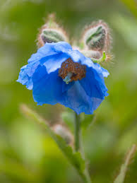 Attēlu rezultāti vaicājumam “Melica nutans flower”