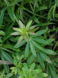 Attēlu rezultāti vaicājumam “Galium rivale flower”