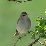 Attēlu rezultāti vaicājumam “Hippolais caligata”