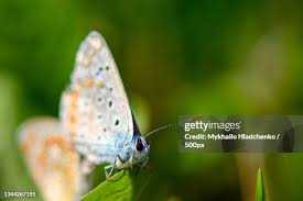Attēlu rezultāti vaicājumam “Plebejus idas”