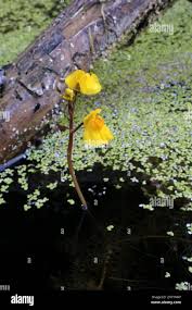 Attēlu rezultāti vaicājumam “Utricularia vulgaris flower”