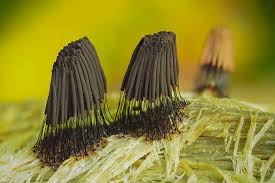 Attēlu rezultāti vaicājumam “Stemonitis axifera var. smithii spores”